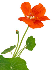 Fleur de Capucine