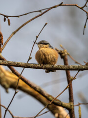 Nuthatch Perched on a Branch