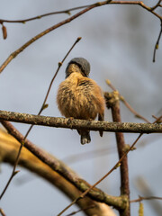 Nuthatch Perched on a Branch