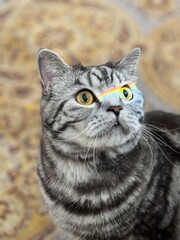 A gray Scottish cat with a marbled color caught a rainbow on his face