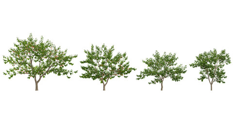 Obraz premium set of Sweet Cherry trees on transparent background
