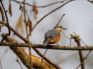 Nuthatch Perched on a Branch