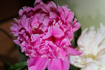 Vibrant pink peony blooms in a soft green background showcasing intricate petals and lush foliage