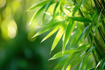 Serene Bamboo Grove: A Stunning Green Retreat in Arashiyama, Kyoto's Famous Forest Landscape