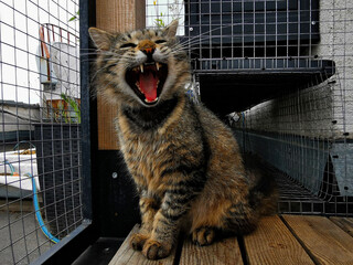 Cat yawning while sitting on a wooden platform in a fenced outdoor enclosure during the afternoon