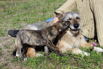 Happy dogs enjoying time together in a sunny meadow, with one pup playfully kissing the older dog while a person pets them