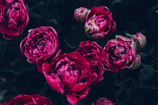 Beautiful fresh fluffy purple tulip flowers in full bloom in the garden, close up view against dark green leaves. Floral spring texture for background.