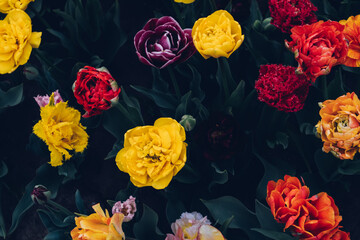Beautiful colorful terry tulips in full bloom in the garden, view from above against dark green leaves. Natural floral texture for background.