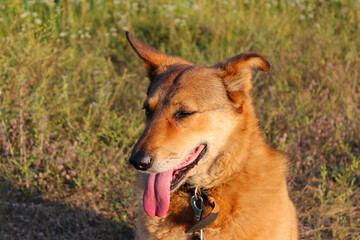 Naklejka premium Happy dog enjoying a sunny day in a grassy field surrounded by wildflowers during the late afternoon