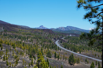 Landscape of vegetation and volcanic terrain in Teide National Park