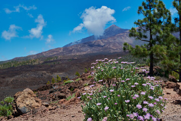 Landscape of vegetation and volcanic terrain in Teide National Park