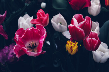 Beautiful colorful terry tulips in full bloom in the garden, close-up view. Floral background.