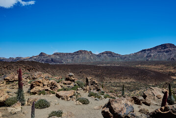 Landscape of vegetation and volcanic terrain in Teide National Park