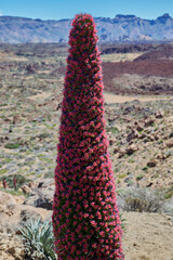 Landscape of vegetation and volcanic terrain in Teide National Park