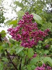 Vibrant lilac flowers with raindrops on leaves