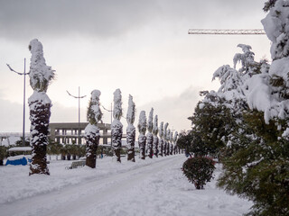 Snow-covered palm trees of the Black Sea coast. Palm leaves in the snow.