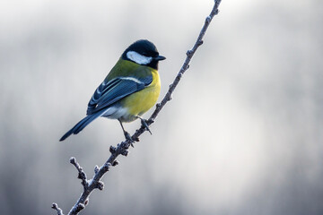 beautiful bird tit sitting on a frost covered branch in winter garden