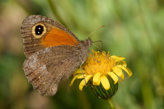 Butterfly (Auca coctei) feeding on a flower