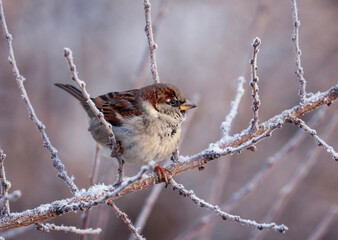 beautiful bird plump sparrow sitting on branches covered with hoarfrost in winter garden