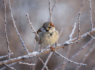beautiful bird plump sparrow sitting on branches covered with hoarfrost in winter garden