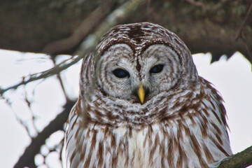 Close up of a Female Northern Barred owl,species Strix Varia,with its striped patterns in February, Winter at the Fletcher Wildlife Garden inside the Dominion Arboretum in Ottawa,Ontario,Canada