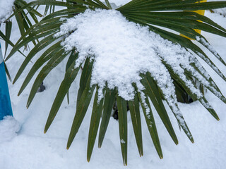 Snow-covered palm trees of the Black Sea coast. Palm leaves in the snow.