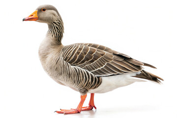 Profile of a greylag gander standing against a clean white background, displaying soft grey plumage and an orange beak. AI Ge
