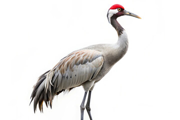 Graceful crane with long slender legs and striking red crown, standing tall against a white background. AI Generated