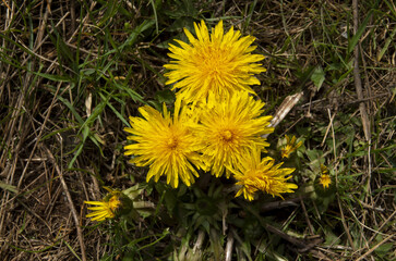 Many yellow common dandelion flowers closeup in green grass