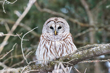 Close up of a Male Northern Barred Owl,species Strix Varia on a branch during February, deep Winter...