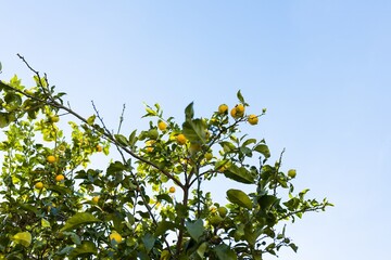 A lemon tree with bright green lemons growing among dense foliage against a blue sky. Juicy, unripe lemons hang from the branches, surrounded by shiny leaves that shimmer in the sun.