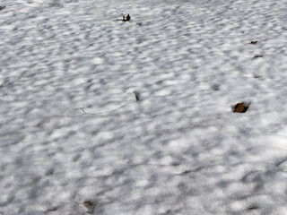 Melting snow in the yard