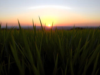 Obraz premium Sunset over Grassy Field Vibrant Orange Hues