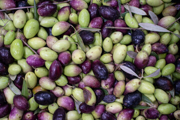 Detail of green and black olives freshly harvested from the field including some leaves from the tree.