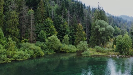 A beautiful view of the forest lake among the spruce forest with bushes descending to the water....