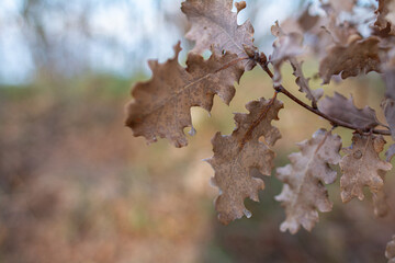 oak leaves in autumn
