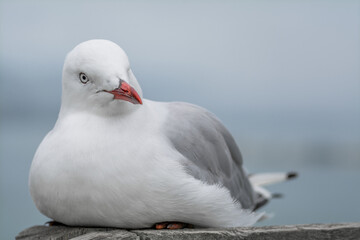 seagull on the beach