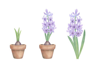 Purple hyacinths set. Hand drawn watercolor flowers, botanical illustration isolated on white. Floral clipart for invitations, greetings, wedding, postcard design