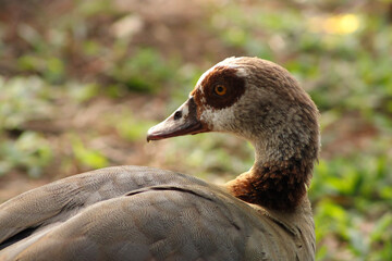 Egyptian Goose