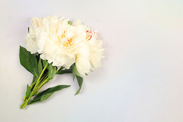 Bouquet of fresh peonies on sunny background.Abstract floral arrangement.Banner for congratulations on Mother's Day, wedding, Women's Day, birthday. Minimal modern aesthetics, elegant beauty concept