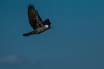 magpie in flight