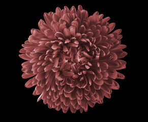 Aster flower on a black background. For design. Close-up.