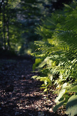 Mountain fern next to the tourist road in the evening