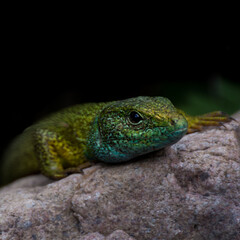 green lizard 