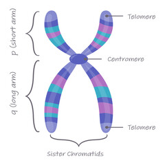 Diagram of autosome chromosome educational science graphic