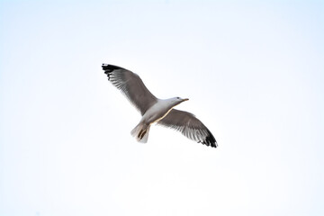 seagull in flight