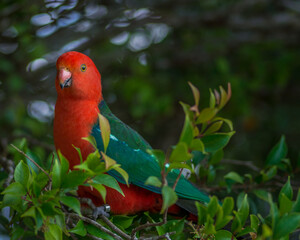 scarlet macaw parrot