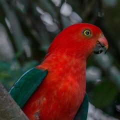 red and yellow macaw