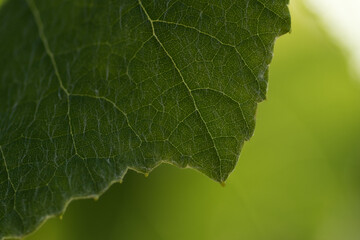 close up of green leaf