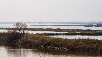 nature sceneries inside the Delta of the river Po during a winter season, Veneto Italy